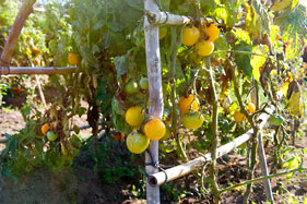 Vegetable garden